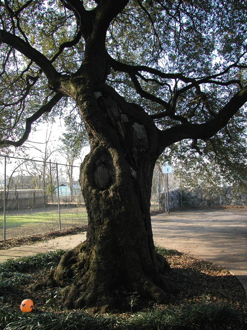 Ross Oak-recent